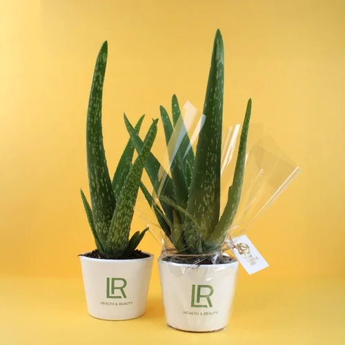 ruedesgoodies-120261022134818304414